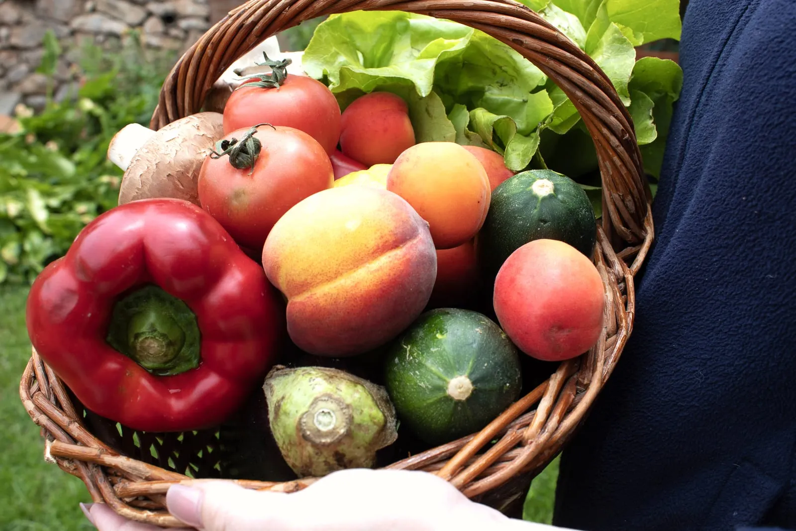 Cesta con frutas, verduras y botella de vino frente a un viñedo del Penedès