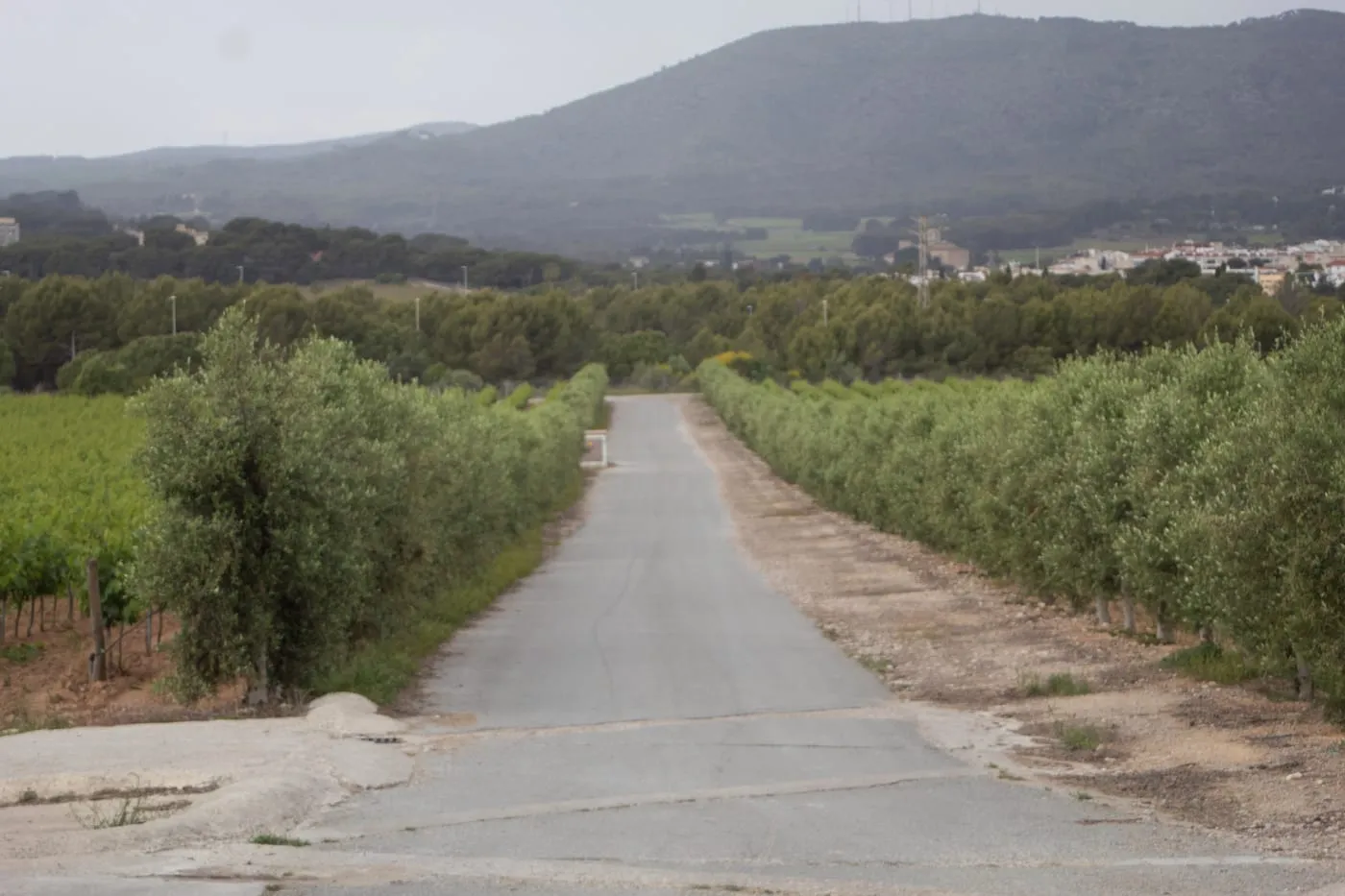 Camí entre les vinyes i les oliveres del Penedès, a tocar del Mediterrani